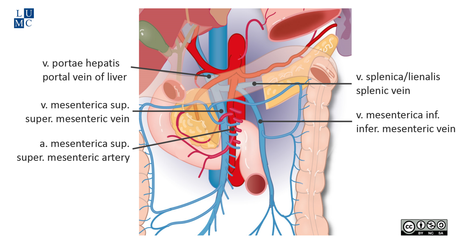Echographie du pancréas. – Échoclic
